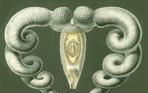  Bucephalus! Un Parasite Trematode Qui Déclenche Une Migration Fascinante à l’Intérieur d'un Hôte Intermédiaire