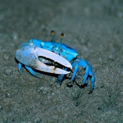  Fiddler Crab! A Tiny Musician with Claws as Big as its Dreams