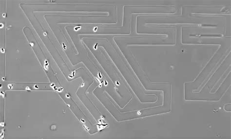  Gourviella: This fascinating amoeba boasts shimmering cytoplasmic threads and can navigate complex mazes with surprising agility!