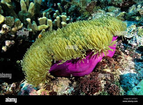  Heteractis magnifica: Découvrez le complexe symbiotique fascinant de cette anémone à tentacules majestueux!