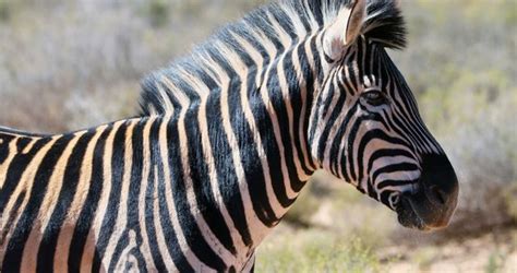   Zèbre : Un Maître de Camouflage aux Rayures Uniques qui Déjouent les Yeux des Prédateurs!